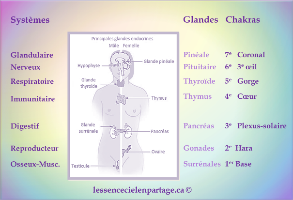 Les 7 chakras majeurs, les 7 glandes et systèmes majeurs du corps
