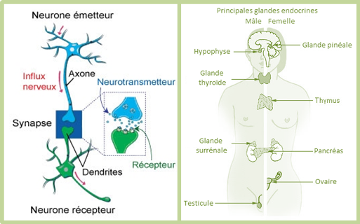 Neurotransmetteurs et les principales glandes endocrines 